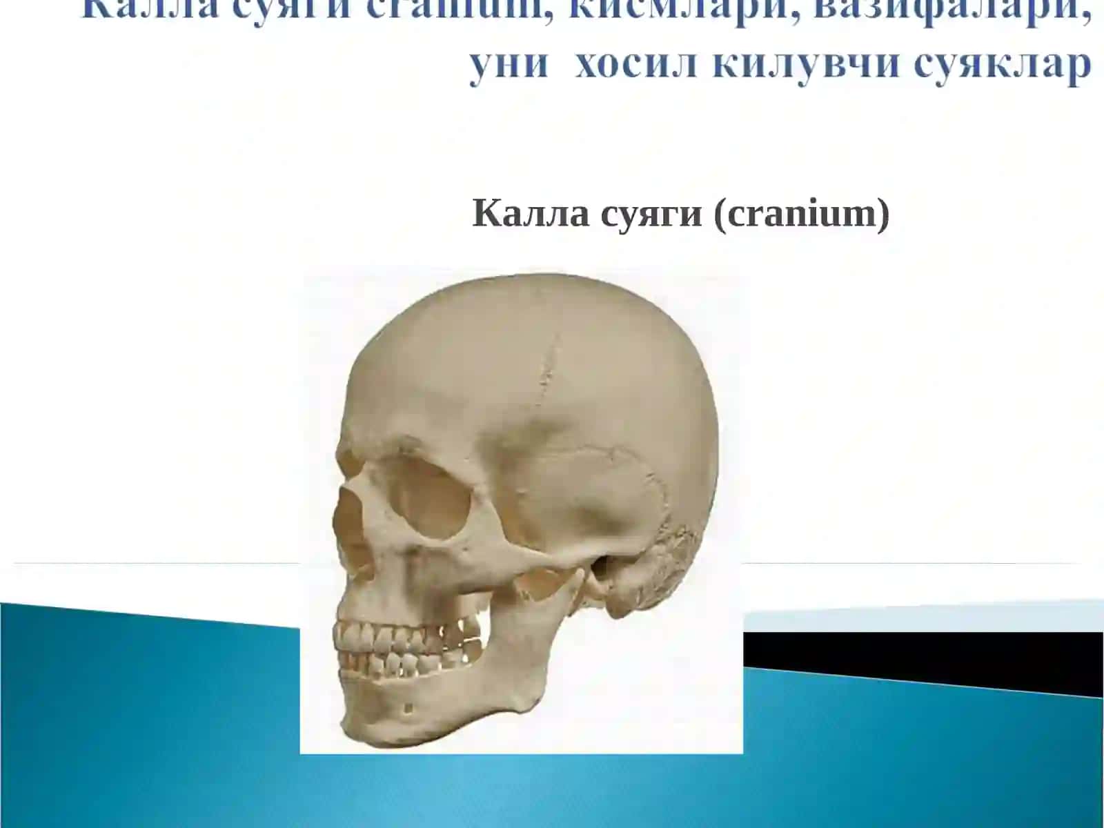 Калла суяги (cranium) 2