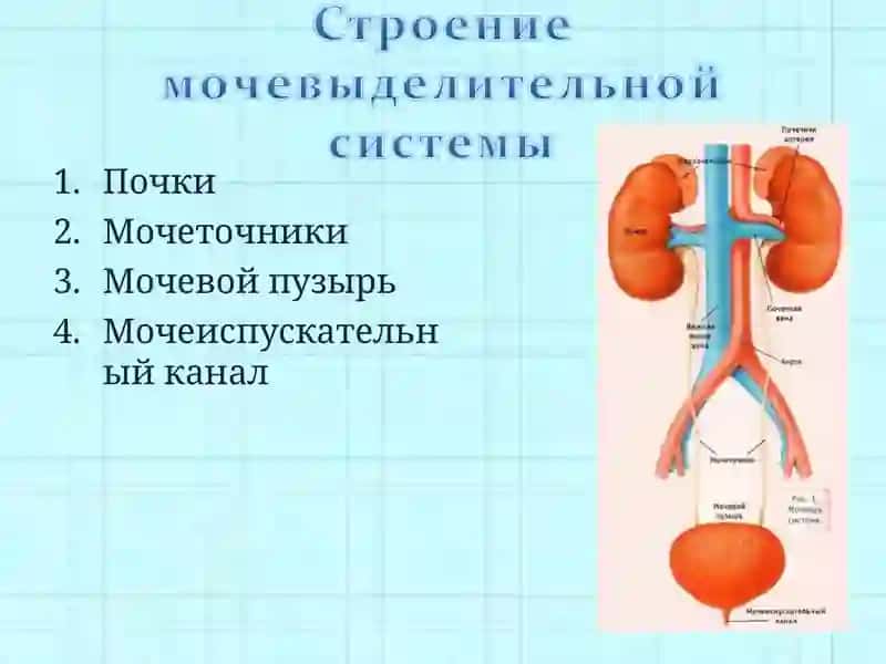 Почки 2