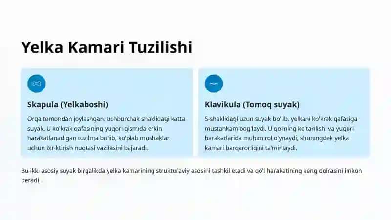 Yelka Kamari Suyaklari: Anatomiya va Vazifalar 2