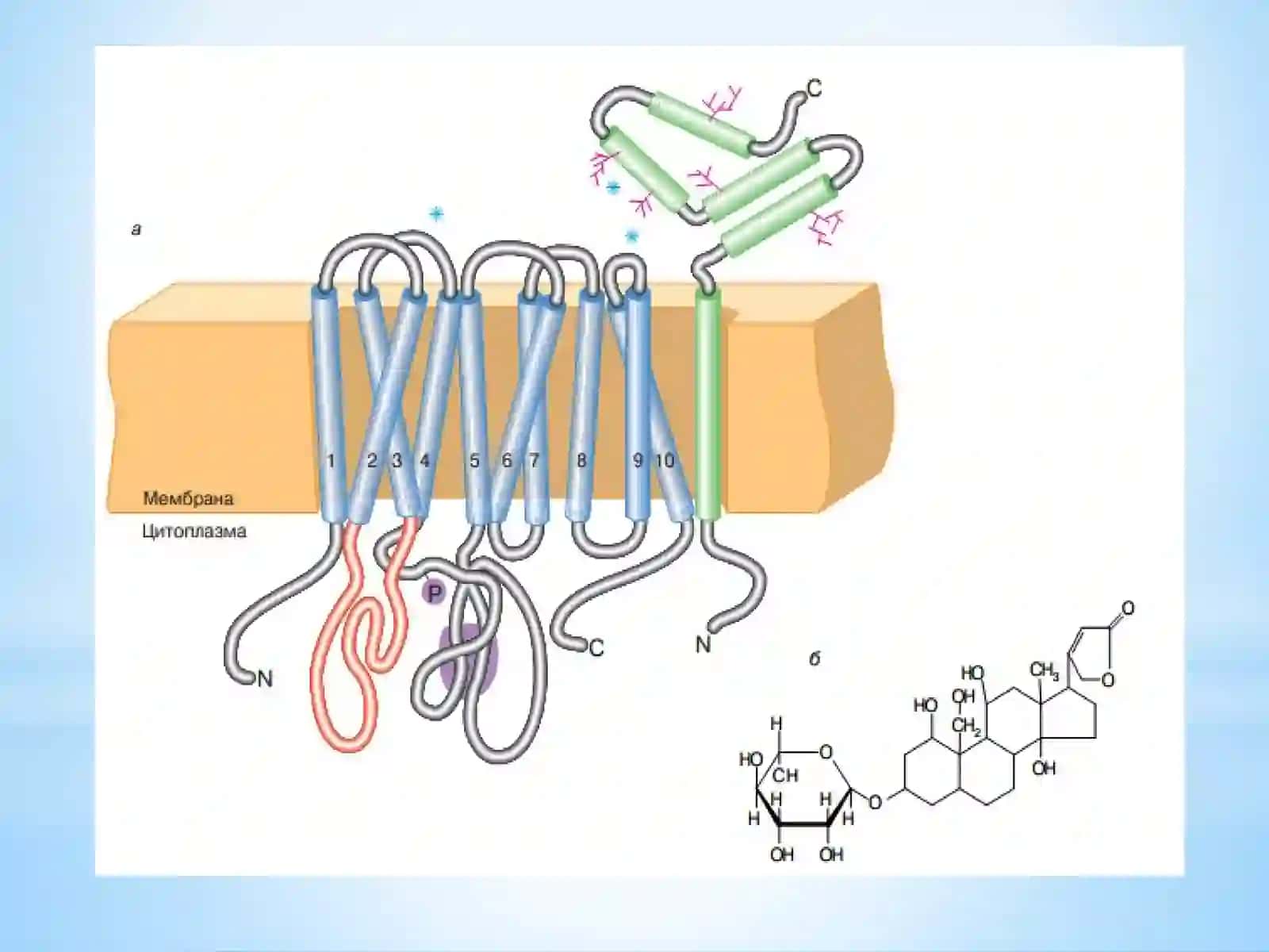 Neyrobiologiya 2