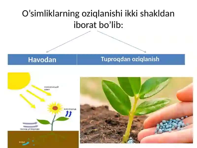 Oʻsimliklarning oziqlaniga oid nazariyalar 2