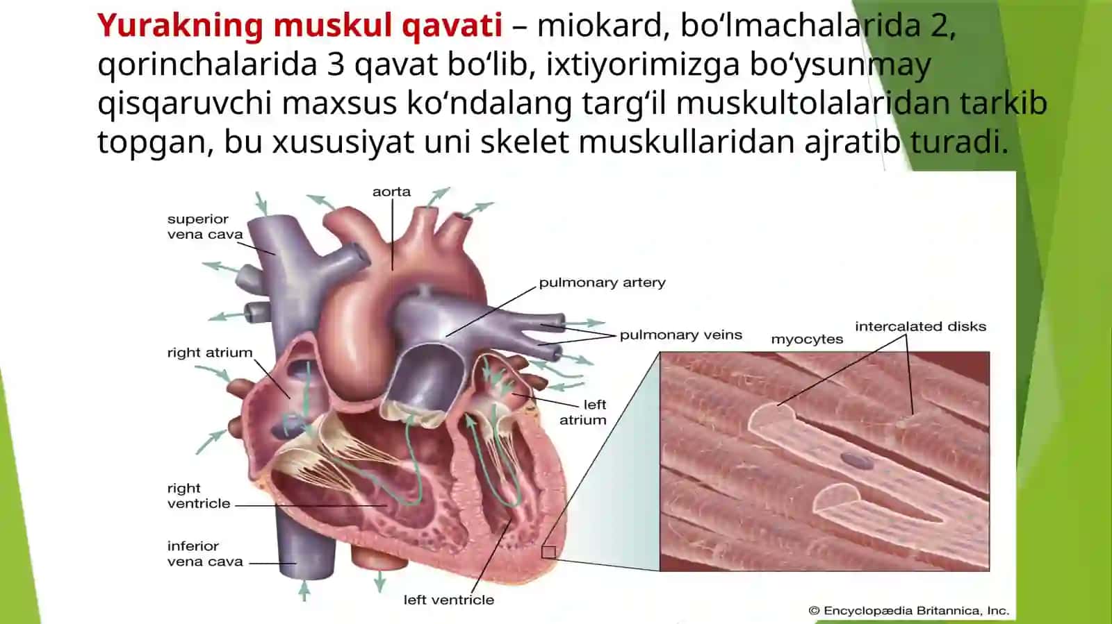 Yurak va mushak biokimyosi 2