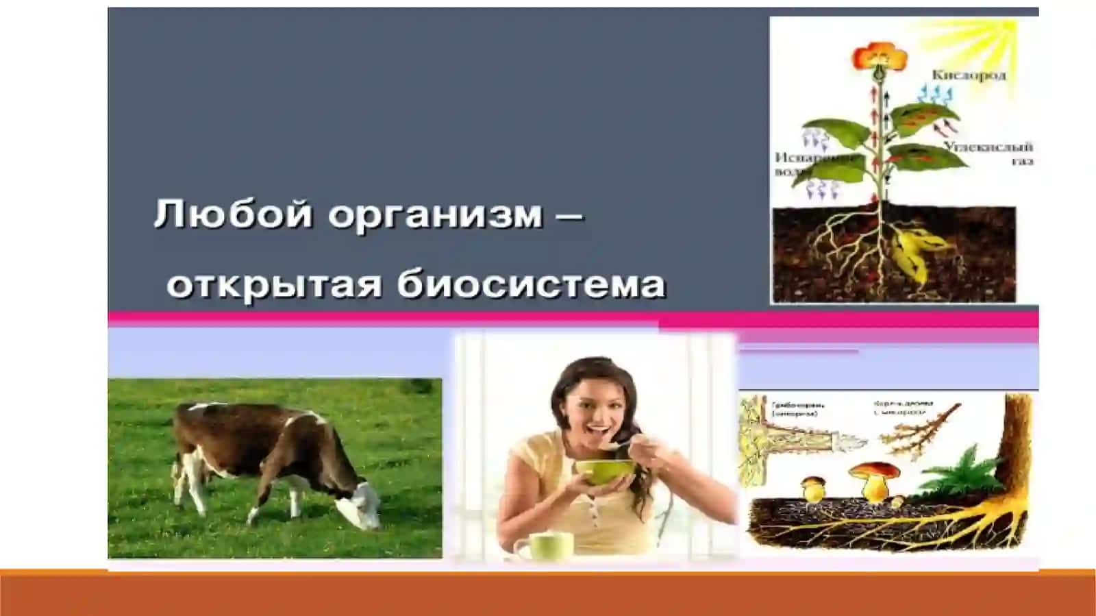 Обмен веществ и превращение энергии в клетке 2