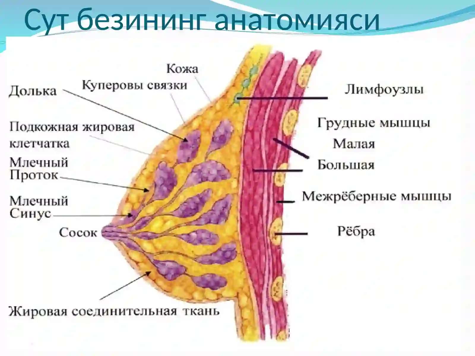 Сут бези саратони 2