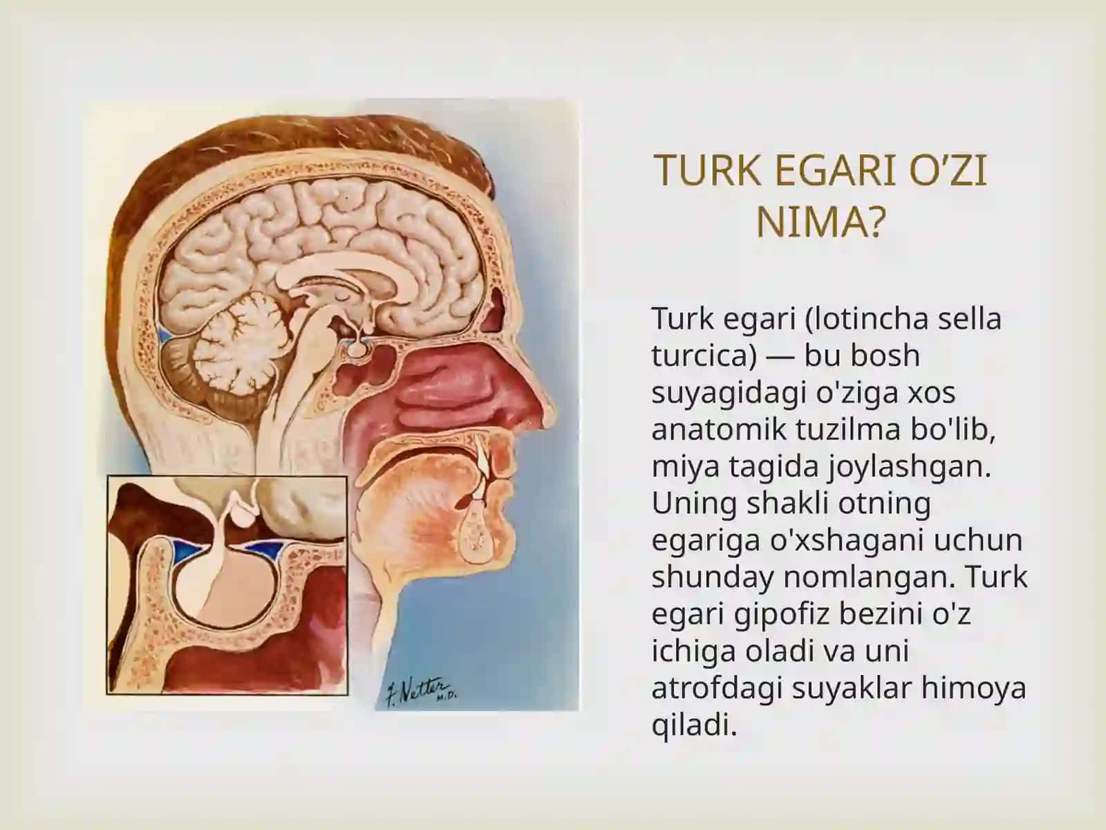 Bo‘sh turk egari sindromi 2