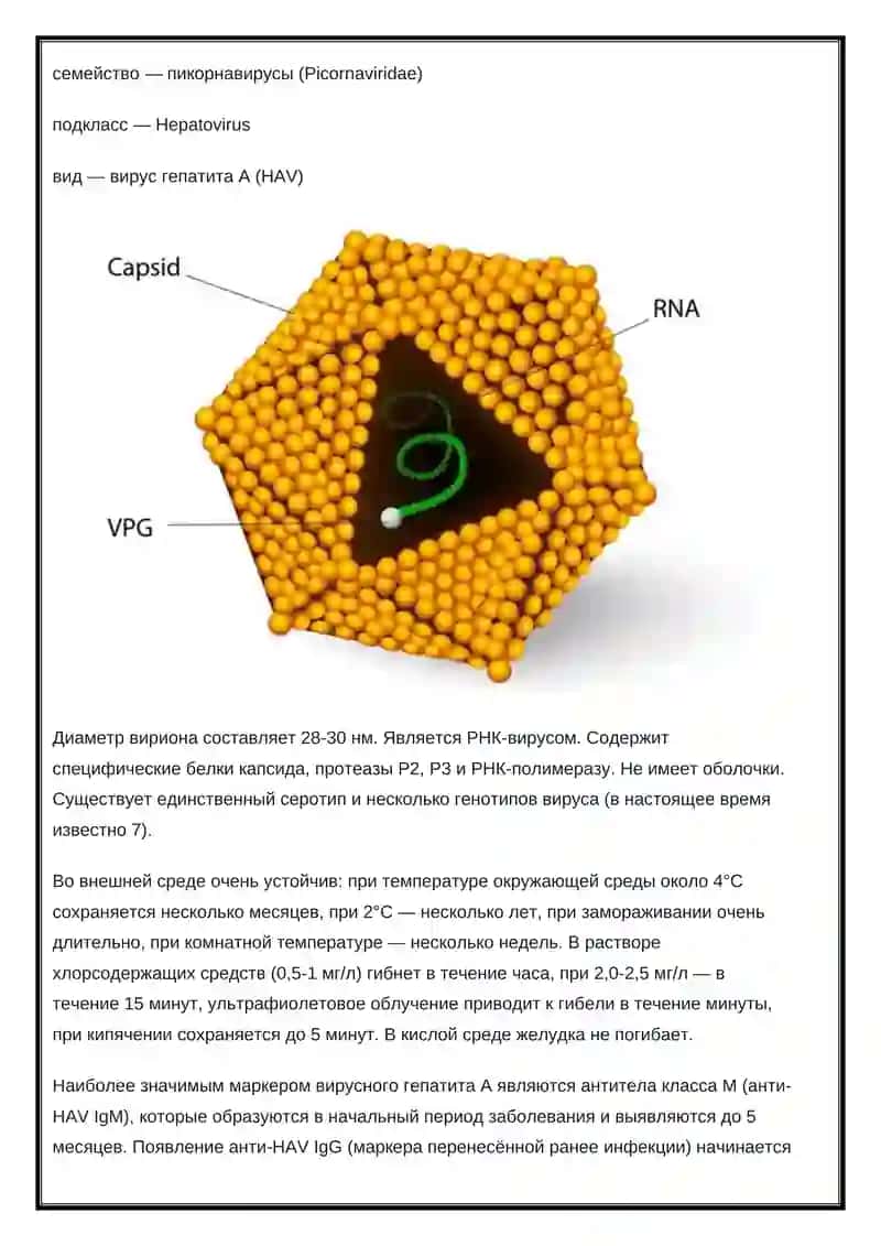 Вирус геппатит А 2