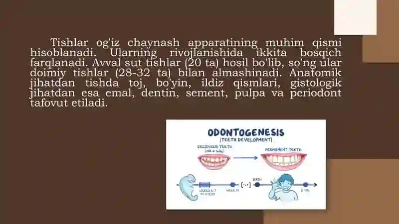 Odontogenez 2