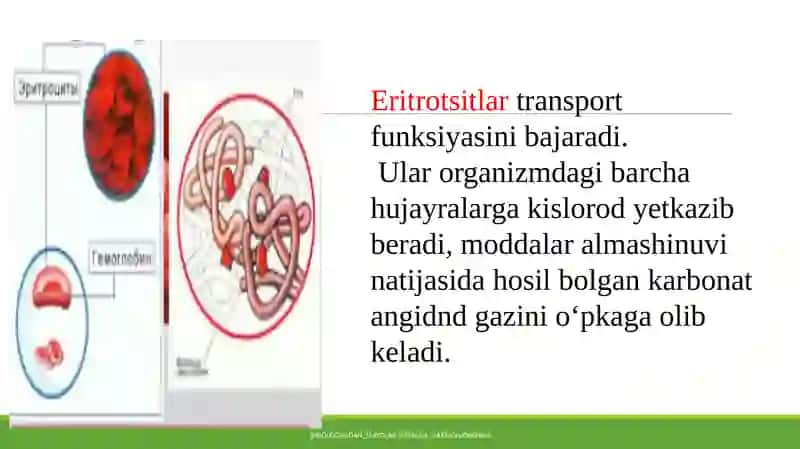 Eritrotsitlar 2