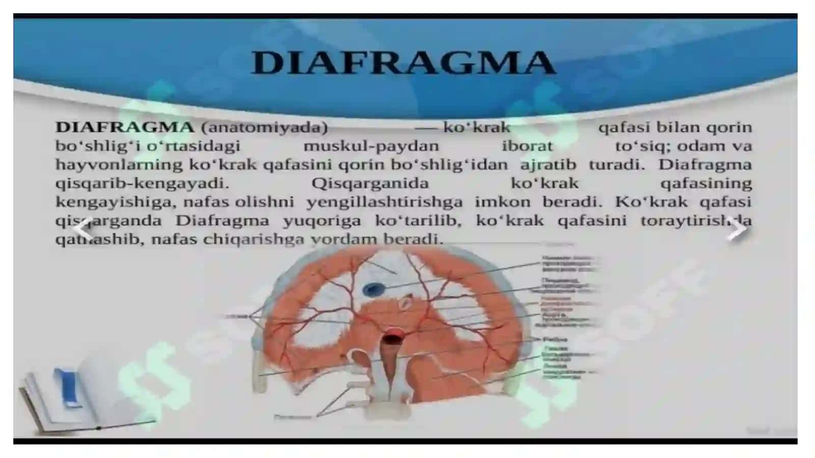 Diafragma mushaklari fiziologiyasi 2