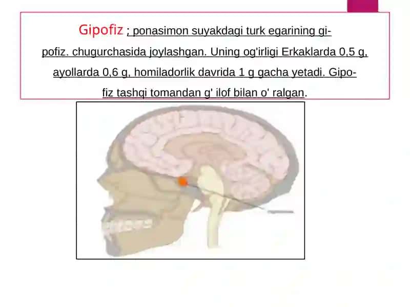 ENDOKIRN TIZIM ICHI SEKRITSIA BEZLARI TUZLISHI 2