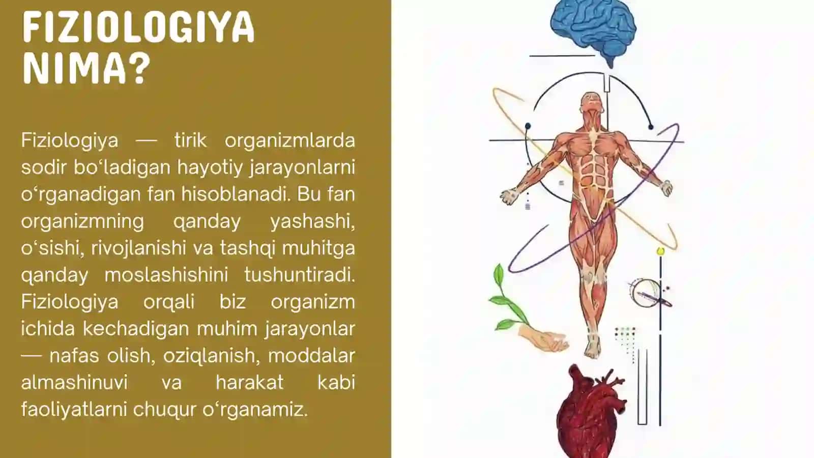 FIZIOLOGIYA TIRIK ORGANIZMDA BORADIGAN JARAYONLARNI O'RGANUVCHI FAN. HAYVONLAR FIZIOLOGIYASI 2