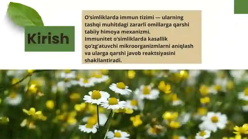 O‘simliklarda hosil bo‘ladigan immun tizimi, uning ta’siri va fiziologiyasi 2