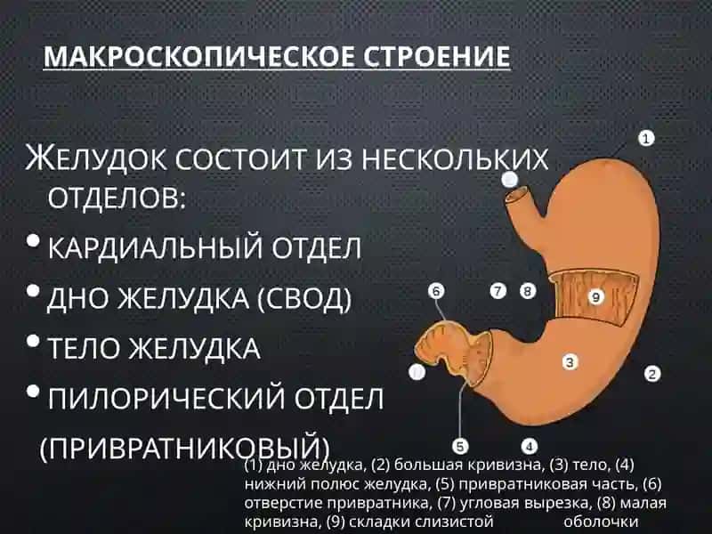 Желудок 2