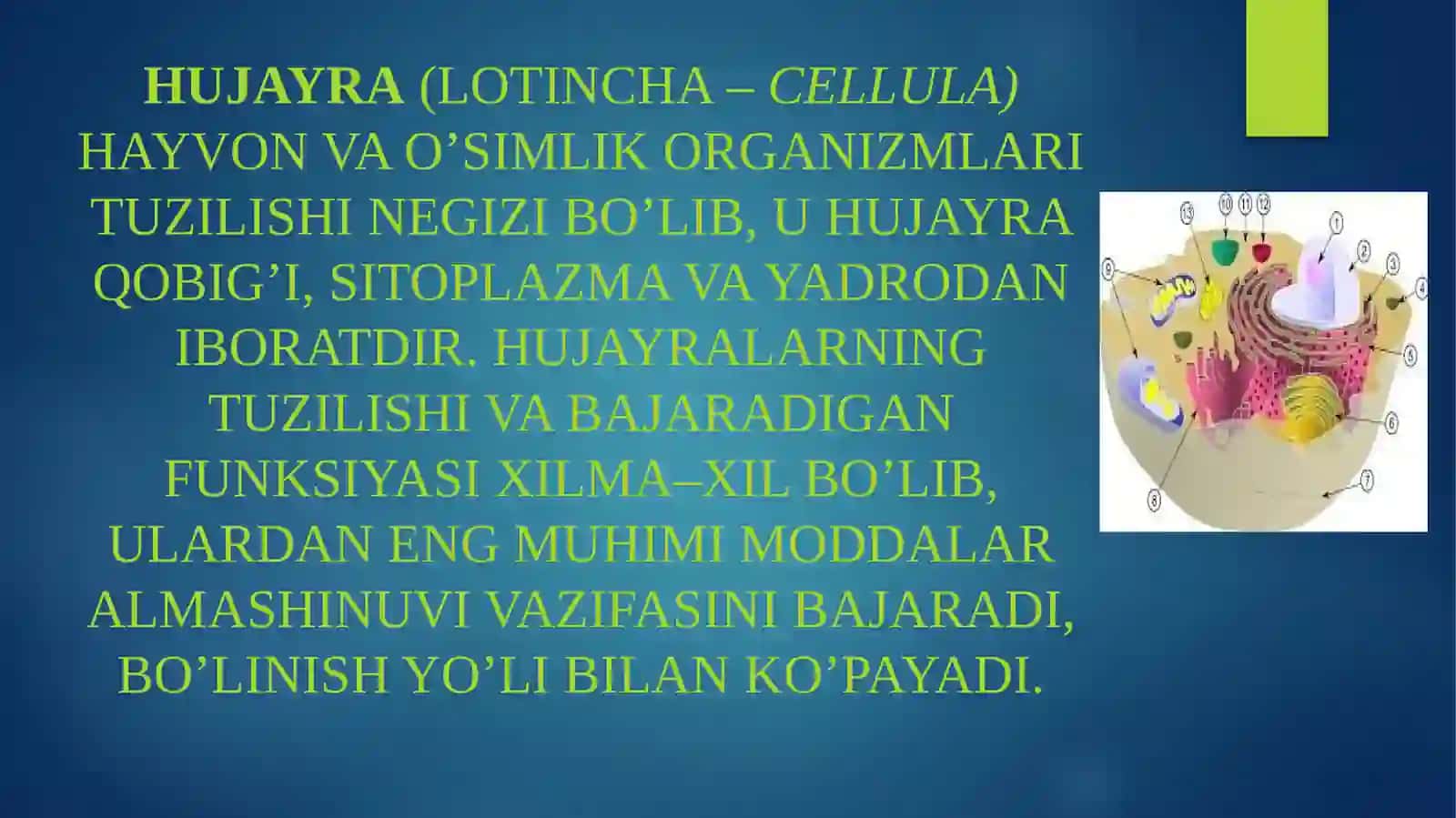 Hujayralar tuzilishi va vazifalari 2