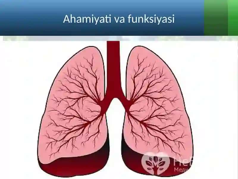 Nafasolish, Nafasolish Organlarining Tuzilishi 2