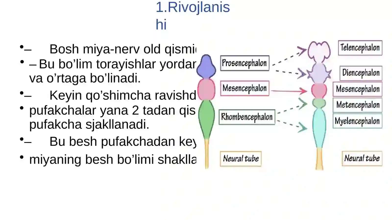 Markaziy nerv tizimi gistalogiyadi 2