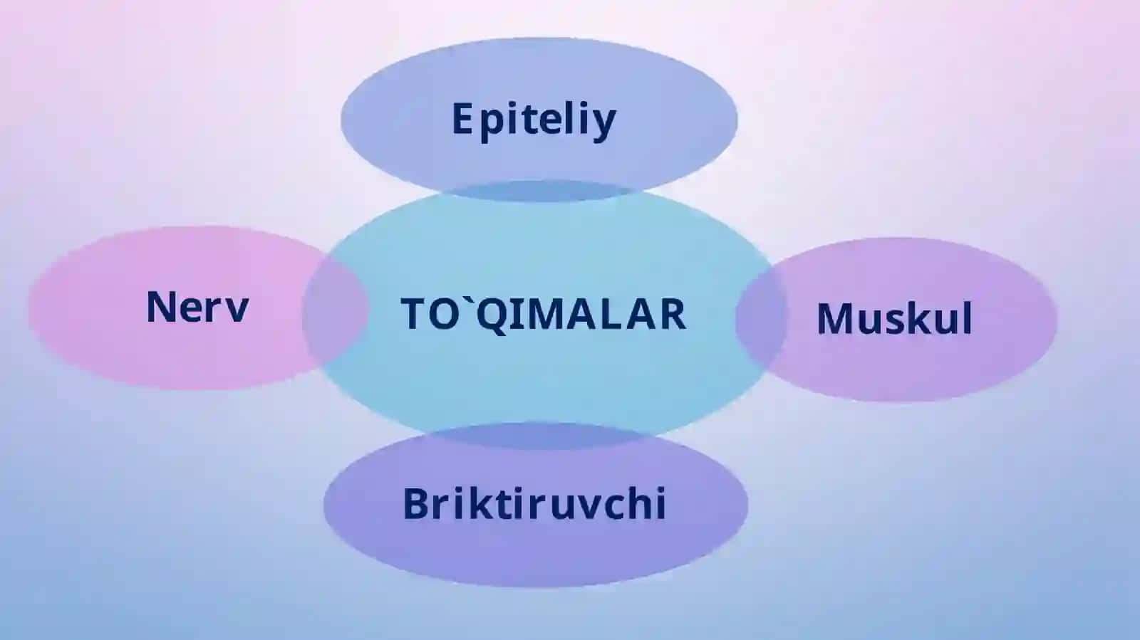 Epiteliy to'qima 2