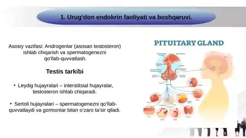 Urugʻdon endokrin faoliyatining endokrin boshqariluvi. Gemato-testikulyar  toʻsigʻining gistofiziologiyasi. Gemato-ovarial toʻsiqning gistofiziologiyasi 2