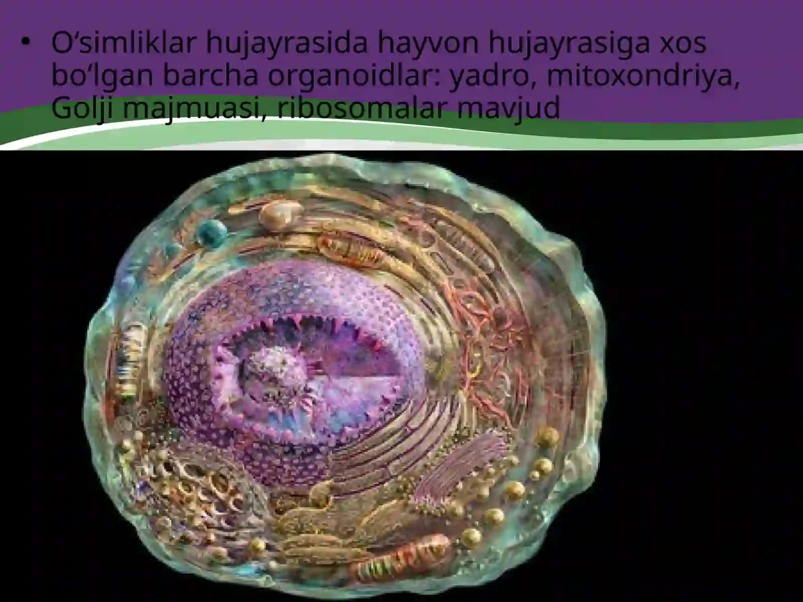 Ōsimlik hujayrasining tuzilishi 2