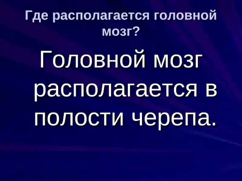 Строение и функции головного мозга 2