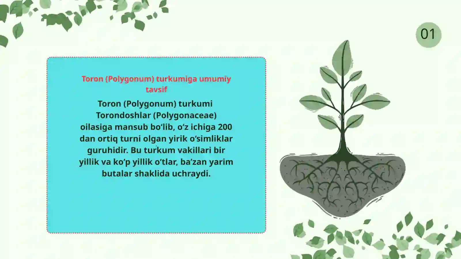 Toron (Polygonum) turkumi dorivor o‘simliklarning xalq xo‘jaligidagi ahamiyati 2