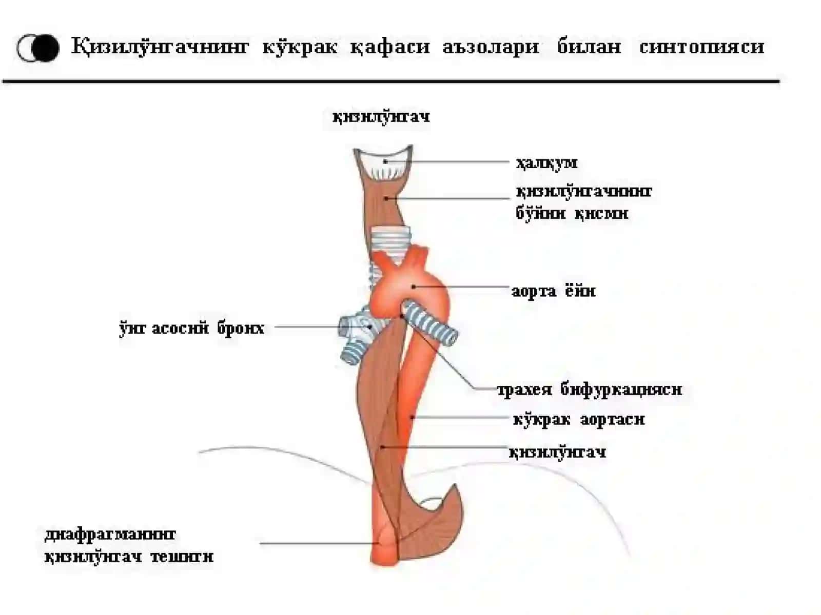 Қизил ўнгачнинг хирургик анатомияси 2