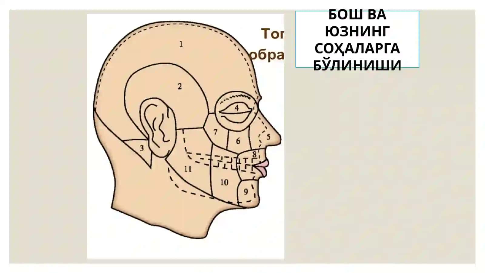 Юзнинг ўлдич анатомияси 2