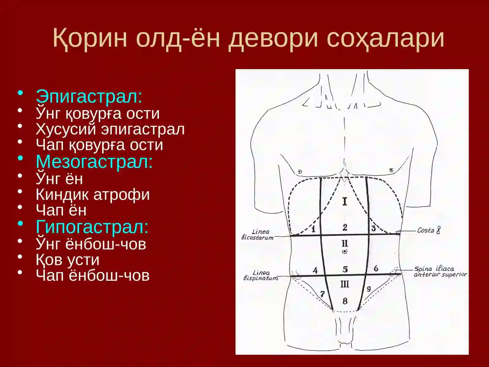 Қорин олд-ён деворининг жарроҳлик анатомияси 2