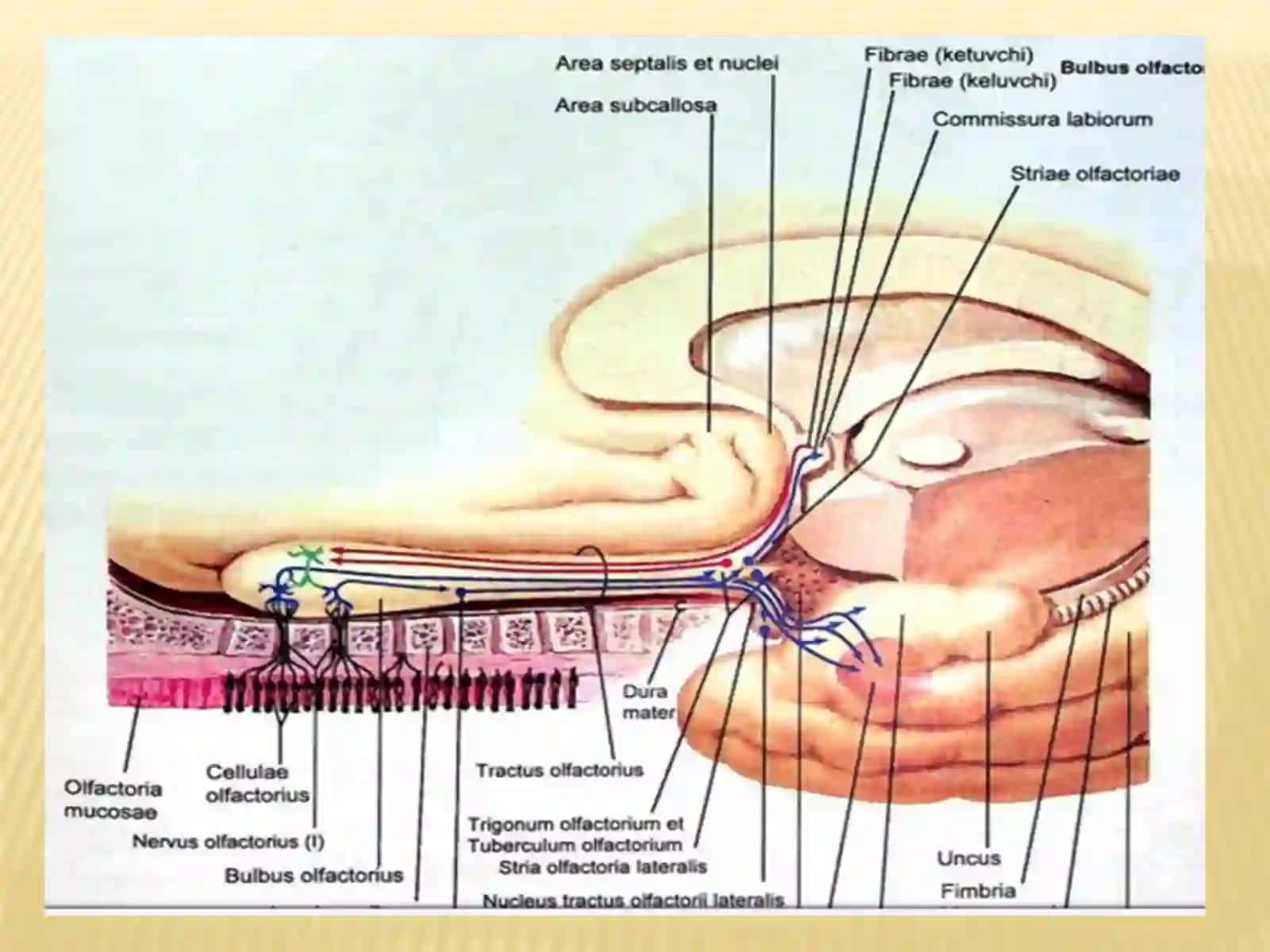 Nervus Olfactorius 2