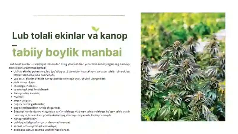 Lub tolali ekinlar ahamiyati, kanop biologiyasi va yetishtirish texnologiyasi 2