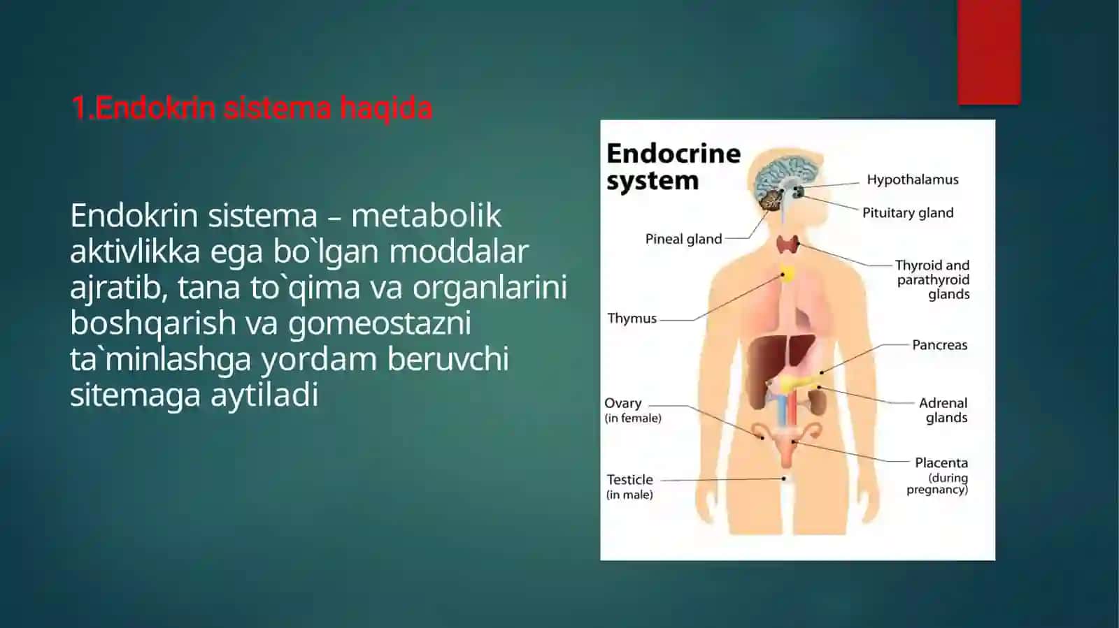 ENDOKRIN SISTEMA GIPOTALAMUS,GIPOFIZ,EPIFIZ 2