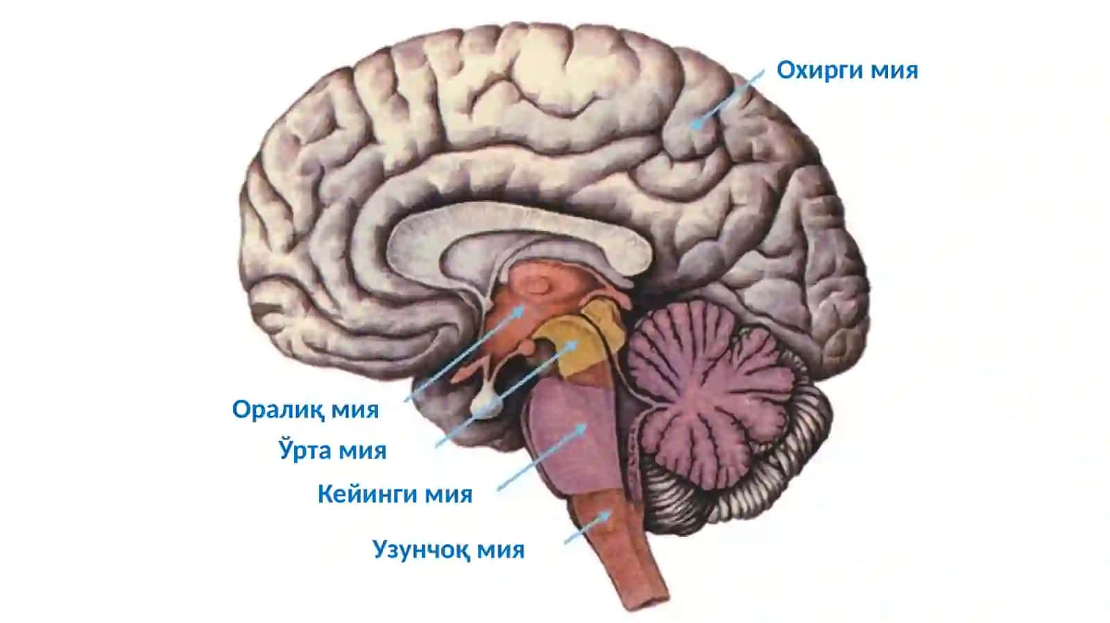 Markaziy asab tizimining fiziologiyasi 2