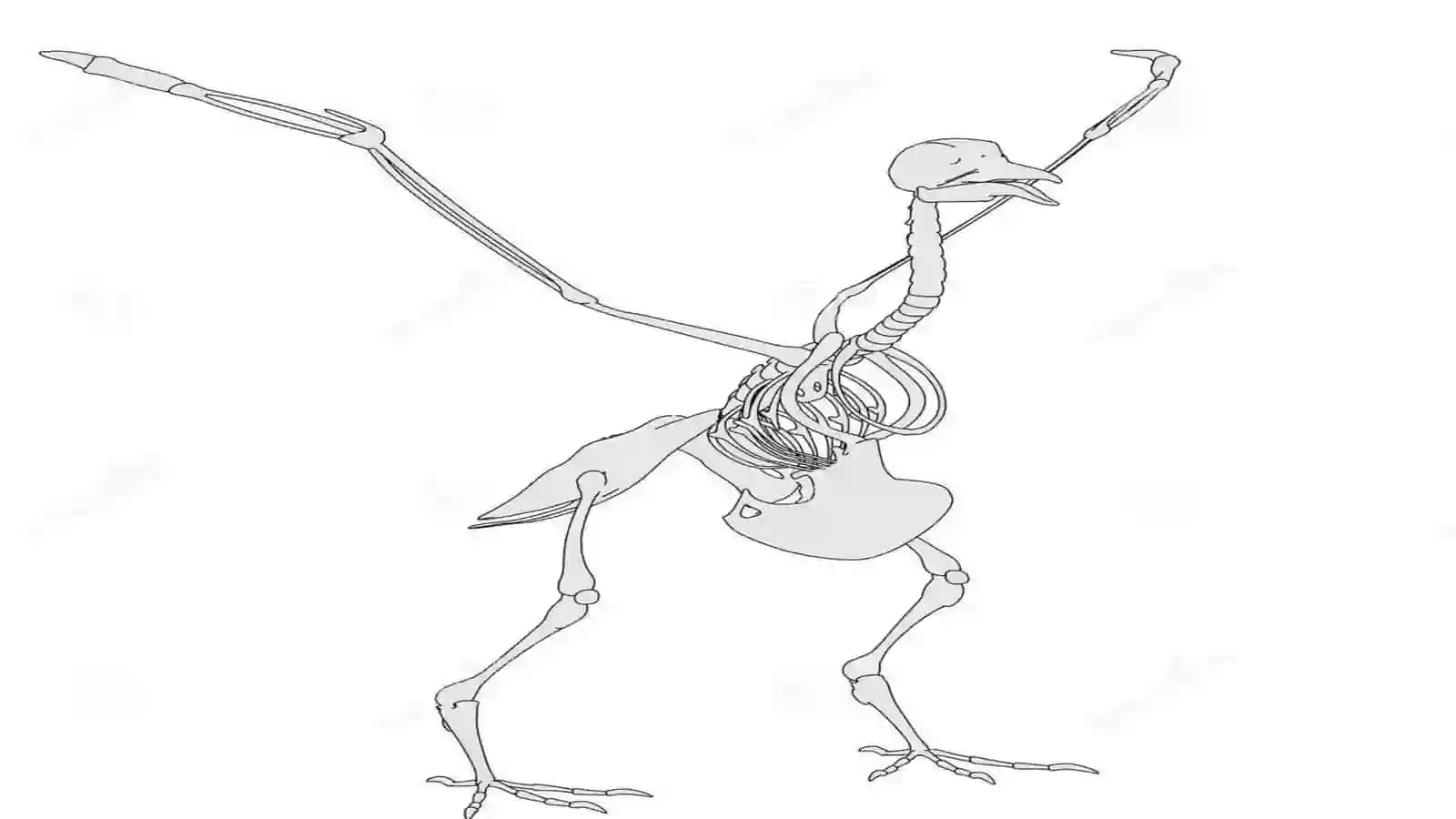 7-sinf Zoologiya 'Ko'k kaptarning skeleti va muskullari' ko'rgazma 2