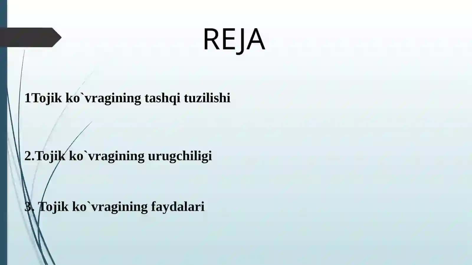 Tojik ko`vragi o'simligi 2