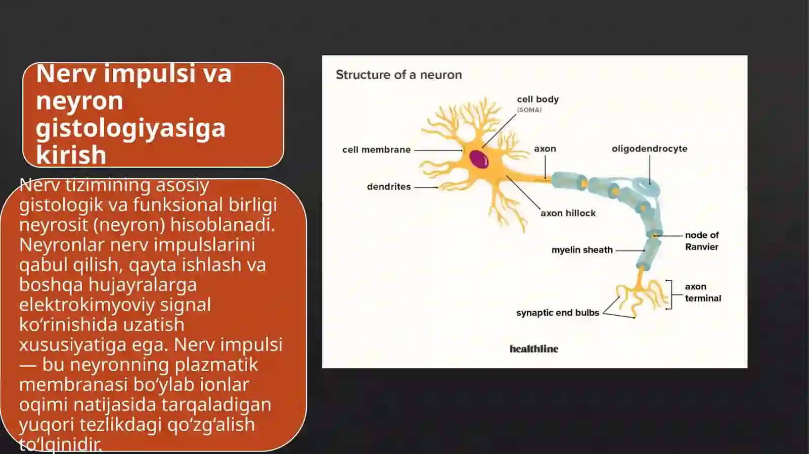 Gistologiya, Sitologiya va Embrionologiya /Neyronlarda nerv impulslari hosil bo’lish mehanizmi 2