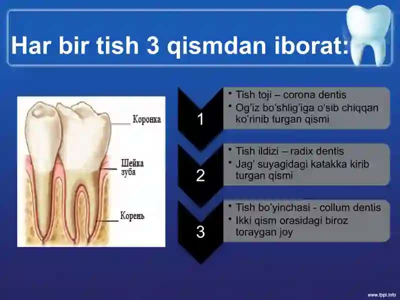 Kichik oziq tishlar – Premolyar tish 2
