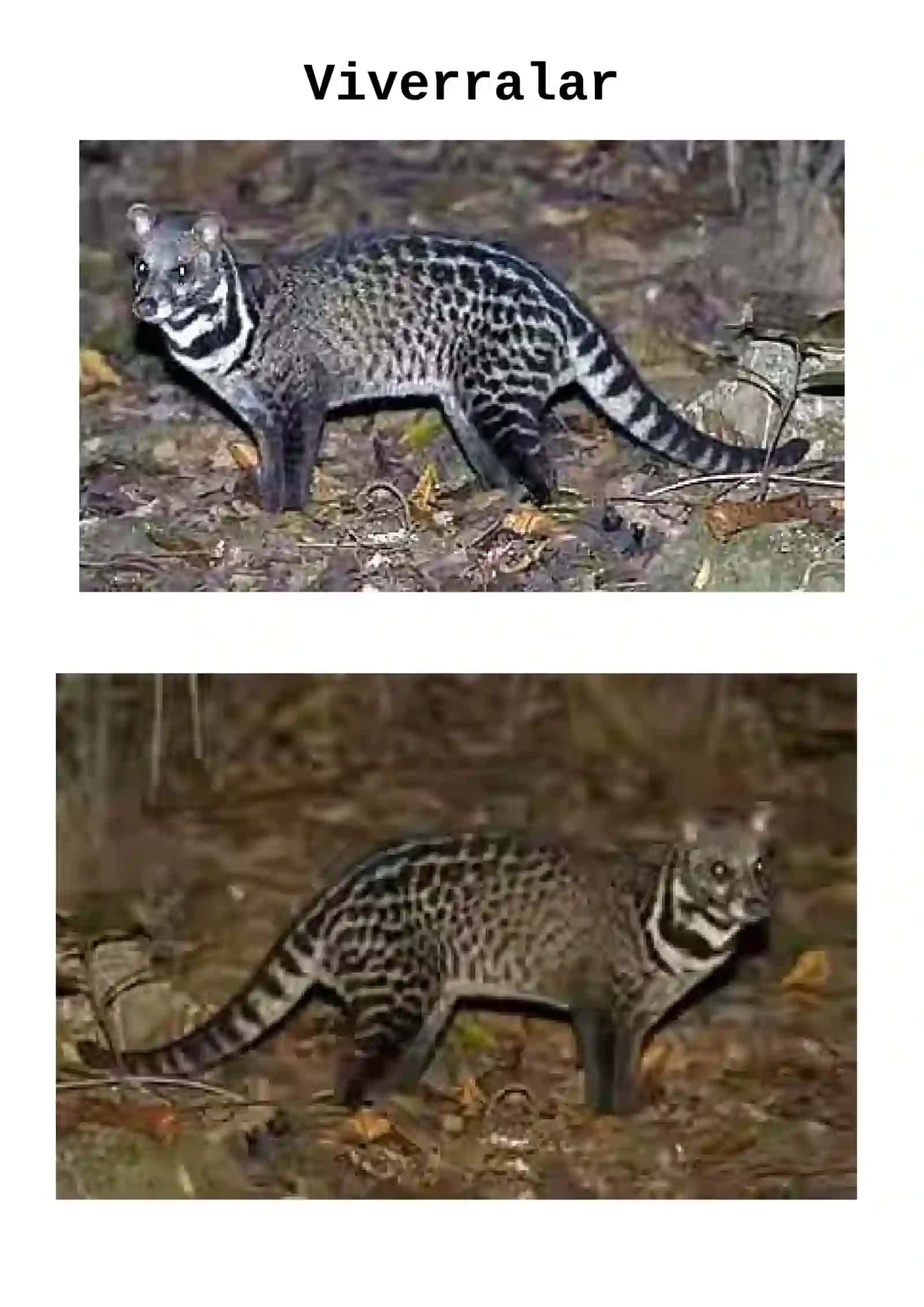 Limurlar 2