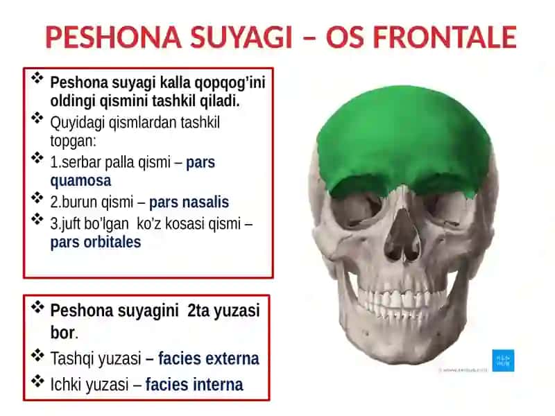Peshonasuyagi–osfrontale 2
