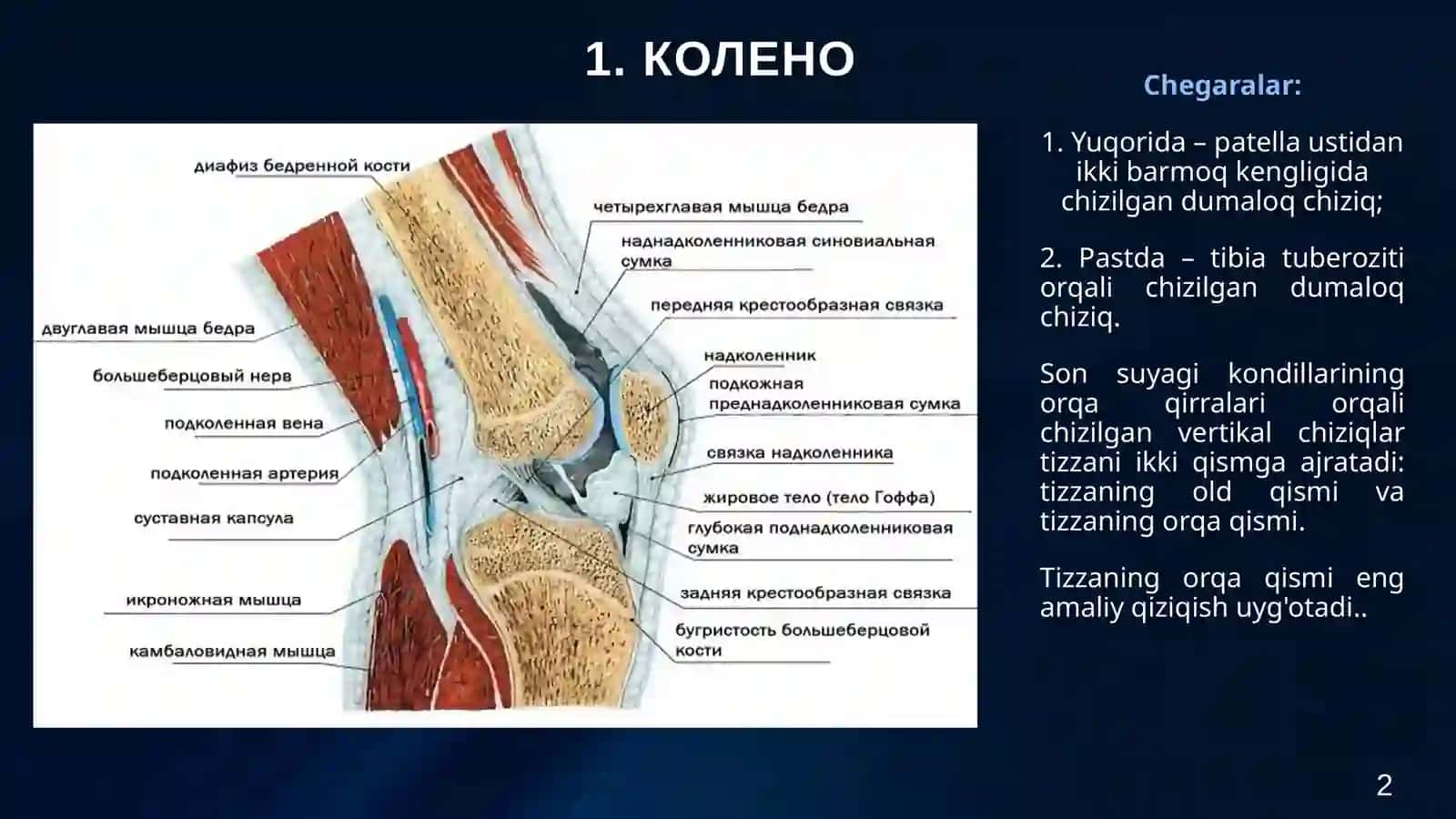 Oyoq topografiyasi: Tibial arteriyani ochish va bog'lash texnikasi. Oyoqning o'rta uchdan bir qismini amputatsiya qilish. Pirogov bo'yicha oyoqning osteoplastik amputatsiyasi. To'piq bo'g'imi va oyoqning topografiyasi. Oyoq barmoqlarining amputatsiyalari va disartikulyatsiyasi (Garanjo, Lisfranc, Sharp bo'yicha). Pastki ekstremitadagi yiringli jarayonlar uchun jarrohlik amaliyotlari. 2