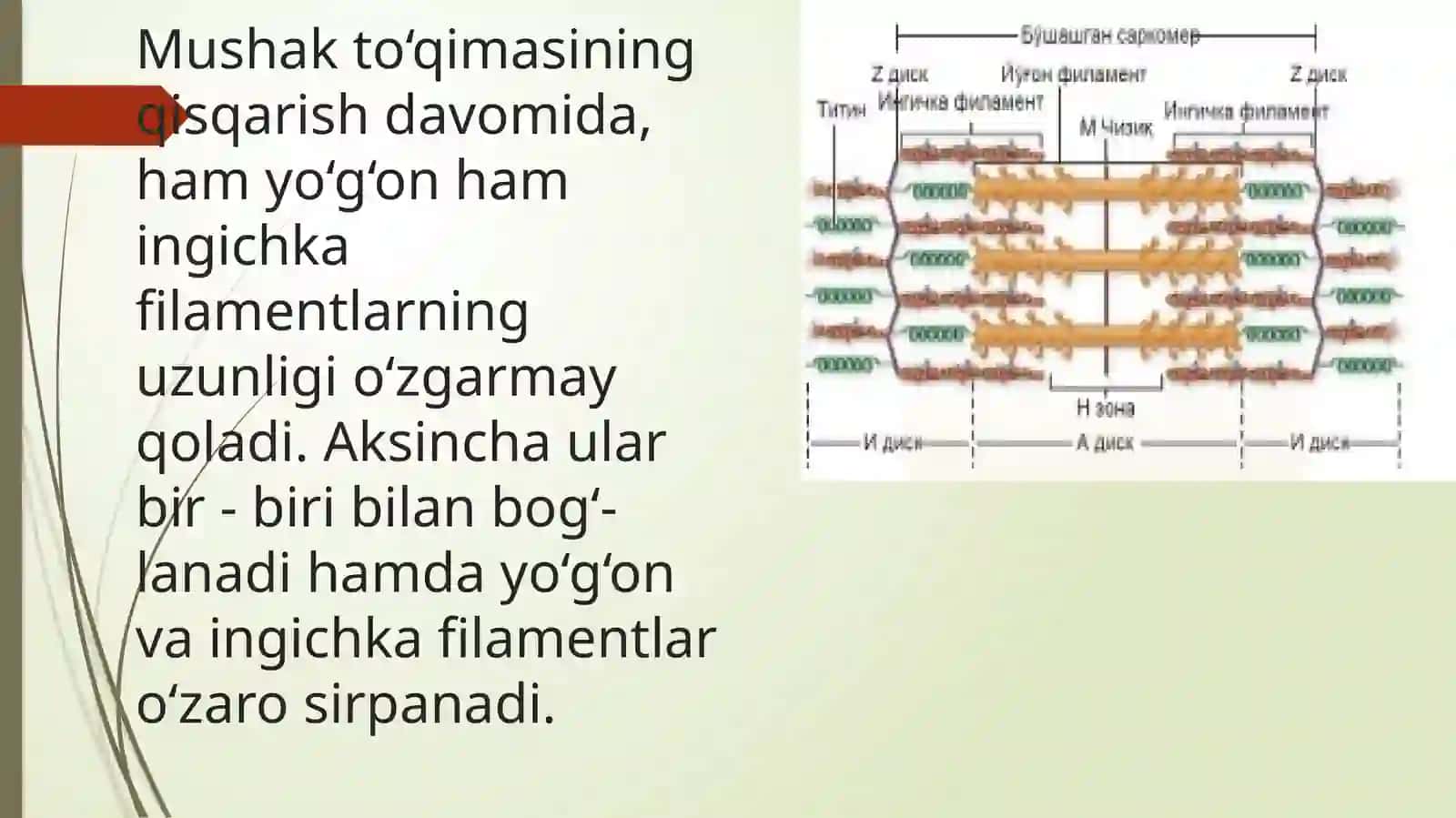 Ko'ndalang targ'il va silliq mushaklarning qisgarish mexanizmi. Mushaklarning taraqqiyoti, strukturaviy butunligini saqlanishi va regeneratsiyasida innervatsiyasining ahamiyati. 2