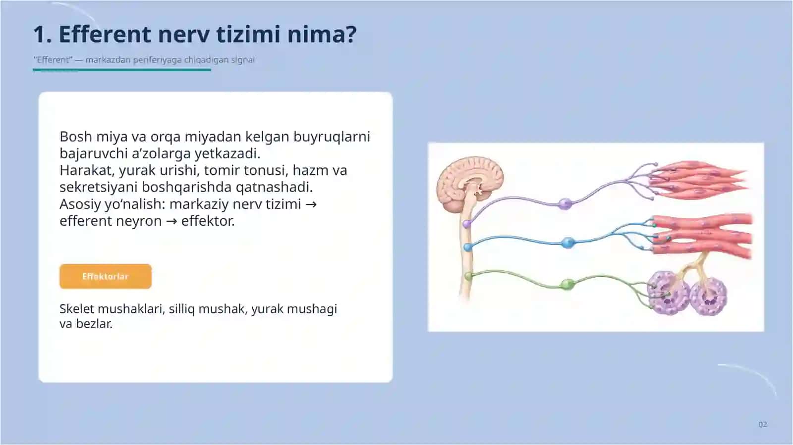 Efferent nerv sistemasi 2