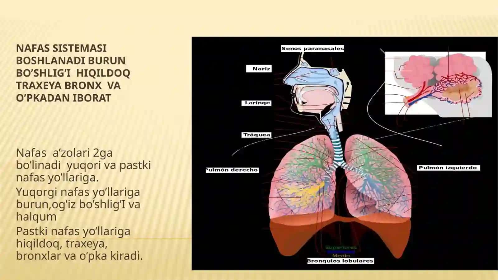 Nafas olish tizimi anatomiyasi 2