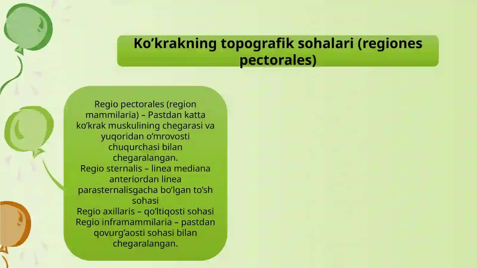 Ko‘krak va qorin mushaklari anatomiyasi 2