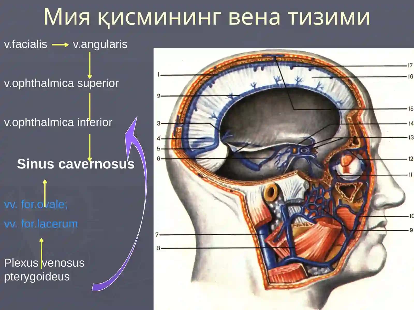 Бошнинг мия қисмининг вена тизими 2