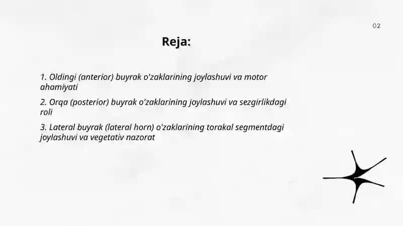Orga miya o' zaklarining joylashuvi va ularning ahamiyati. 2