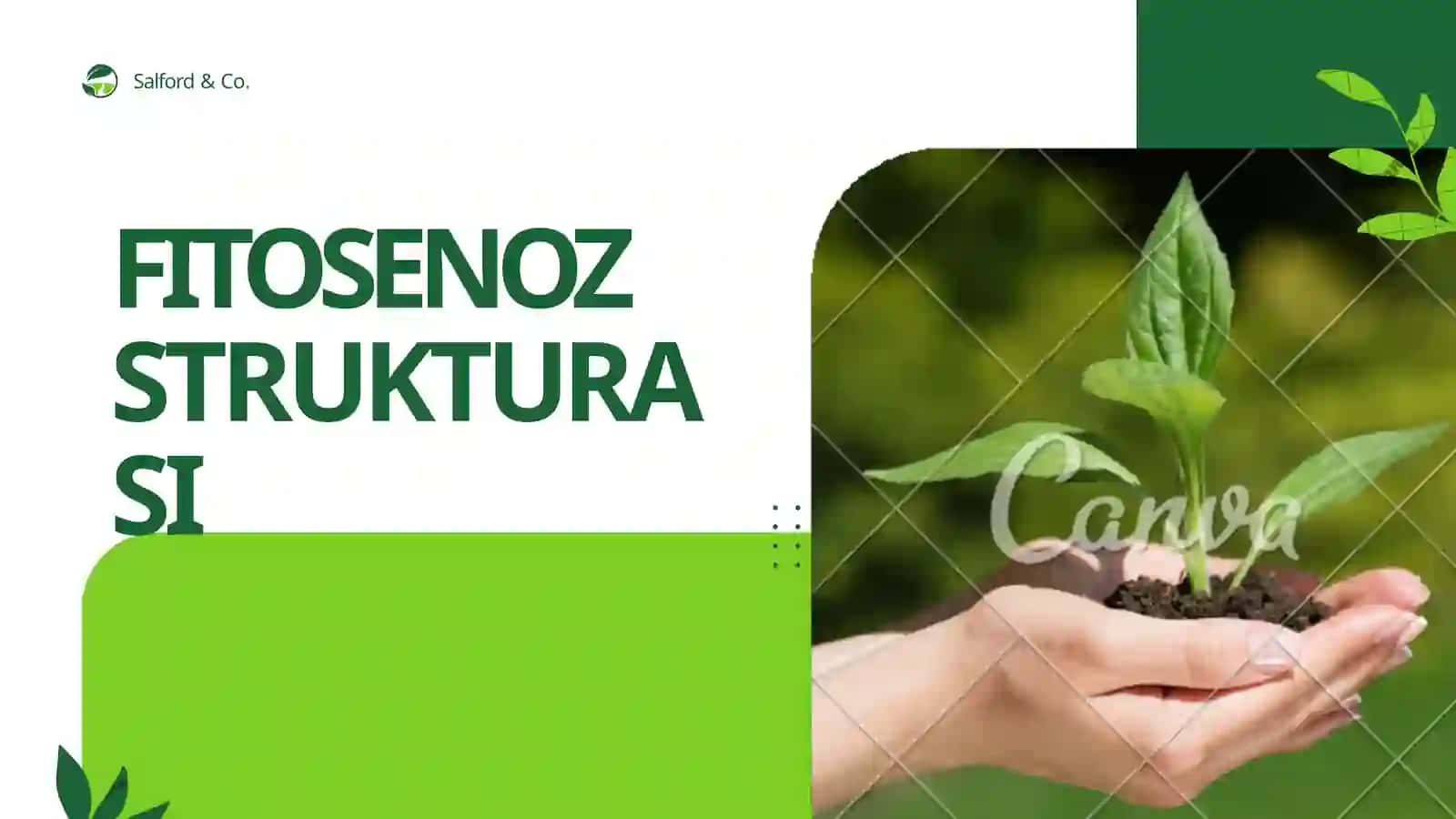 FITOSENOZ STRUKTURASI 2