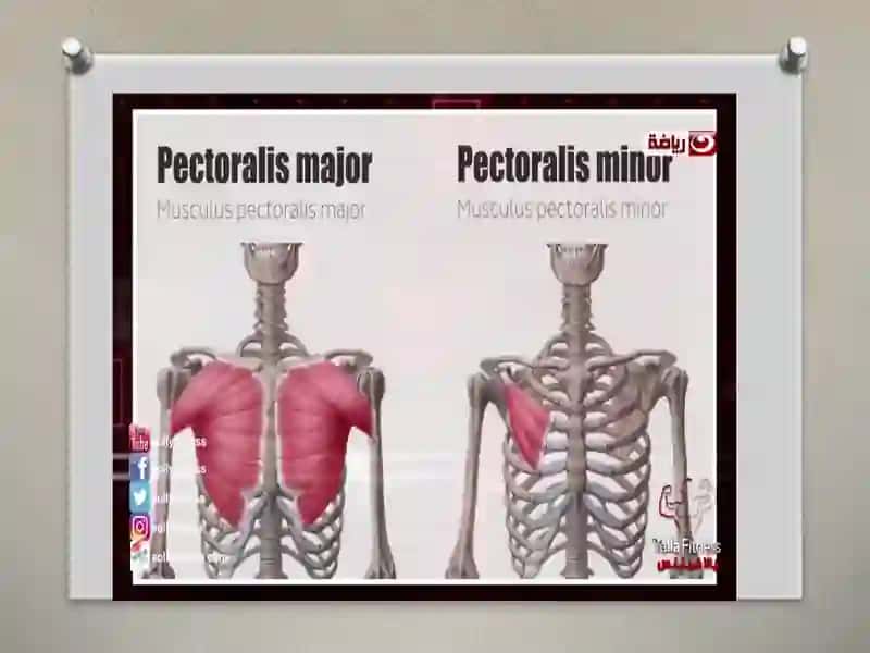 MIOLOGIYA YELKA KAMARI MUSKULLARI. 2