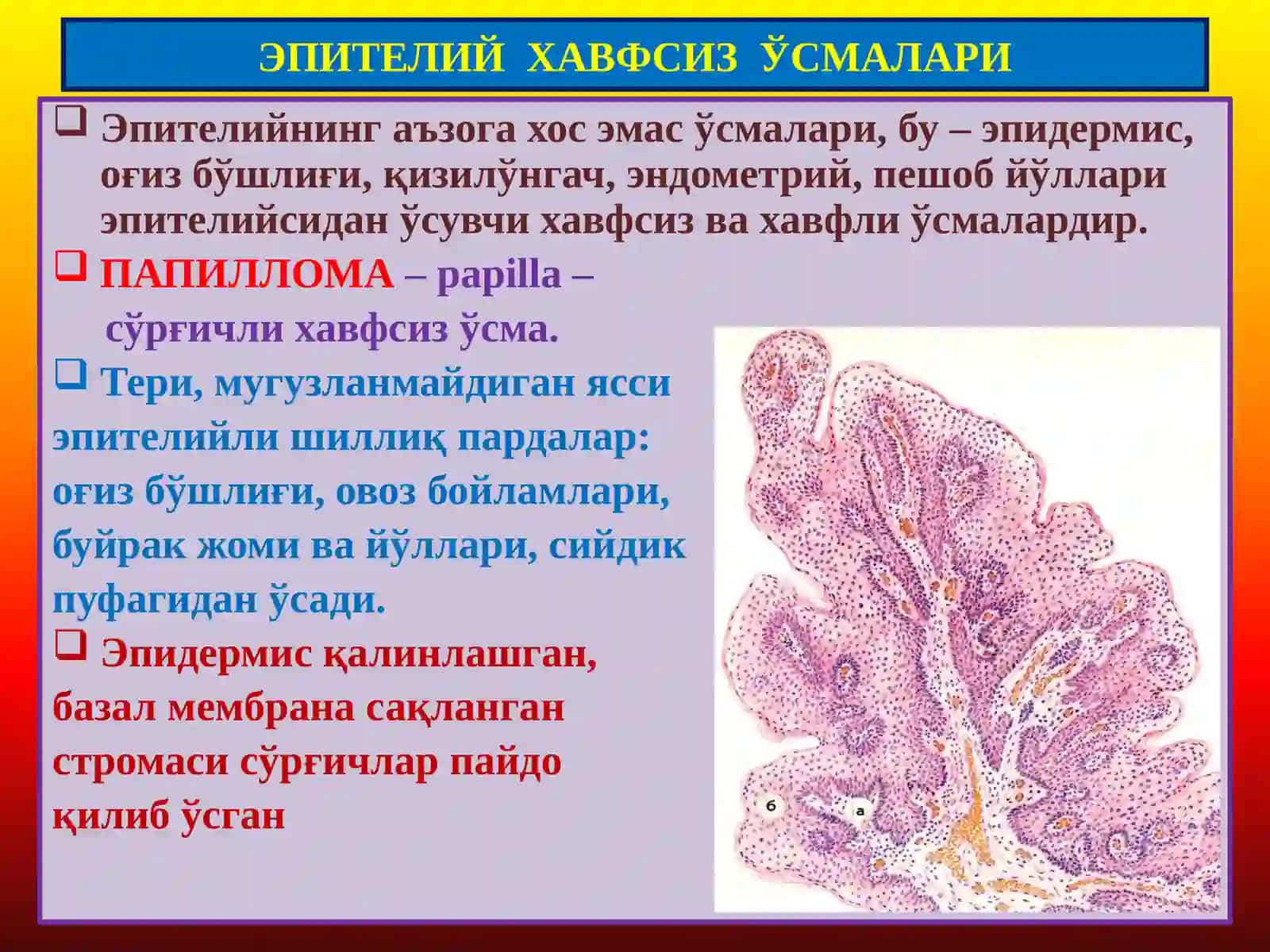 Эпителий Хавфсиз Ўсмалари 2