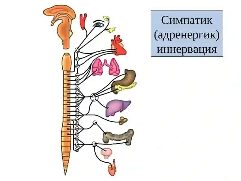 Адренергик моддалар 2