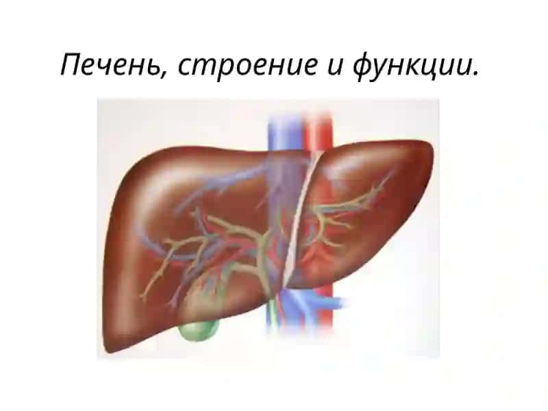 Печень, строение и функции 2